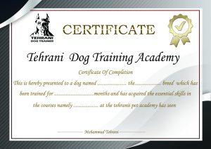 تهرانی ‏پت ‏مربی ‏سگ ‏تحصصی ‏در ‏صادقیه 1 scaled 1 1 1