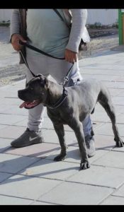 ‏پت ‏مربی ‏سگ ‏تحصصی ‏در ‏صادقیه 2 1 1 1 1 1