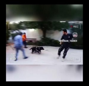 تهرانی ‏پت ‏آموزش سگ های همیار و اوتیسم دوره فرمان پذیری مربی ‏سگ ‏تخصصی ‏در ‏تهران ‏پاسداران 15