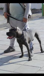 ‏پت ‏آموزش سگ های همیار و اوتیسم دوره فرمان پذیری مربی ‏سگ ‏تخصصی ‏در ‏تهران ‏پاسداران 17 1