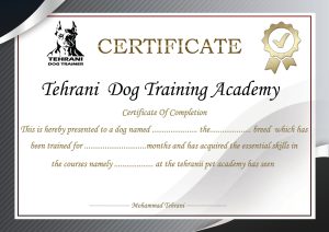 ‏پت ‏آموزش سگ های همیار و اوتیسم دوره فرمان پذیری مربی ‏سگ ‏تخصصی ‏در ‏تهران ‏پاسداران 18 1 scaled