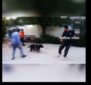 تهرانی ‏پت ‏آموزش سگ های همیار و اوتیسم دوره فرمان پذیری مربی ‏سگ ‏تخصصی ‏در ‏تهران ‏پاسداران 8 1 1