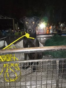 سمپاشی ساس سوسک با صددرصد گارانتی در شریعتی 10