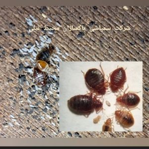 سمپاشی ساس سوسک با صددرصد گارانتی در شریعتی 13