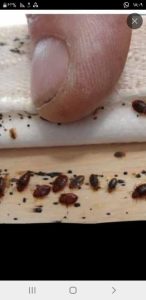 سمپاشی ساس سوسک با صددرصد گارانتی در شریعتی 18