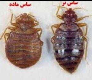 سمپاشی ساس سوسک با صددرصد گارانتی در شریعتی