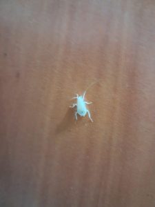 سمپاشی ساس سوسک با صددرصد گارانتی در شریعتی 5