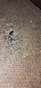 سمپاشی ساس سوسک با صددرصد گارانتی در شریعتی 8