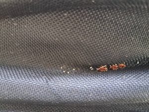 سمپاشی ساس سوسک با صددرصد گارانتی در شریعتی 9