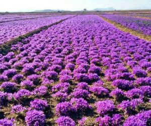 صادرات ‏‏زعفران ‏‏و عسل ‏‏به ‏‏اروپا 10