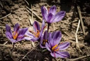 صادرات ‏‏زعفران ‏‏و عسل ‏‏به ‏‏اروپا 15