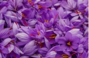 صادرات ‏‏زعفران ‏‏و عسل ‏‏به ‏‏اروپا 16