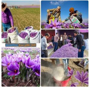 صادرات ‏‏زعفران ‏‏و عسل ‏‏به ‏‏اروپا 7