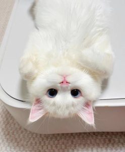 پت ‏شاپ ‏خلج ‏خدمات ‏مراقبت ‏درمان ‏حیوانات ‏خانگی ‏فروش ‏غذای ‏خشک ‏کنسرو ‏سگ ‏در ‏کرج ‏فردیس