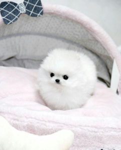 پت ‏شاپ ‏خلج ‏خدمات ‏مراقبت ‏درمان ‏حیوانات ‏خانگی ‏فروش ‏غذای ‏خشک ‏کنسرو ‏سگ ‏در ‏کرج ‏فردیس