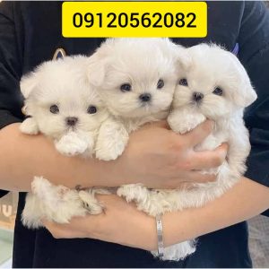 پت ‏شاپ ‏خلج ‏خدمات ‏مراقبت ‏درمان ‏حیوانات ‏خانگی ‏فروش ‏غذای ‏خشک ‏کنسرو ‏سگ ‏در ‏کرج ‏فردیس