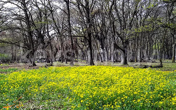 تجربه تور دشت ناز ساری در جنگل های هیرکانی 1 تور دشت ناز ساری در جنگل های هیرکانی 1