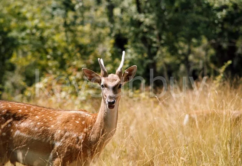 تجربه تور دشت ناز ساری در جنگل های هیرکانی 2 تور دشت ناز ساری در جنگل های هیرکانی
