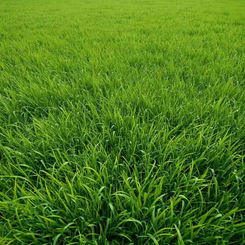 خرید و فروش عمده چمن مصنوعی در اصفهان 1 خرید و فروش عمده چمن مصنوعی در اصفهان