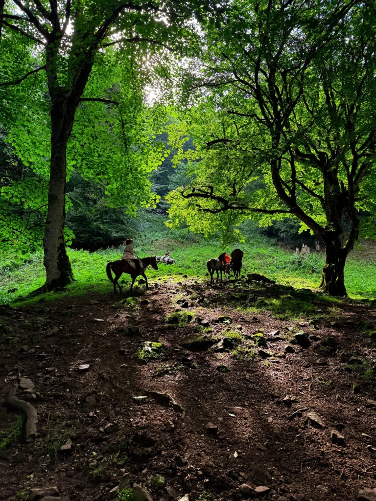 مسیر رویایی با اسب در تور جنگل های لیسار تا سوباتان 2 مسیر رویایی با اسب در تور جنگل های لیسار تا سوباتان