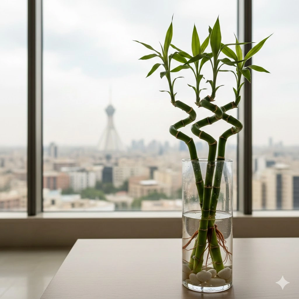 قیمت و خرید گیاه بامبو در تهران