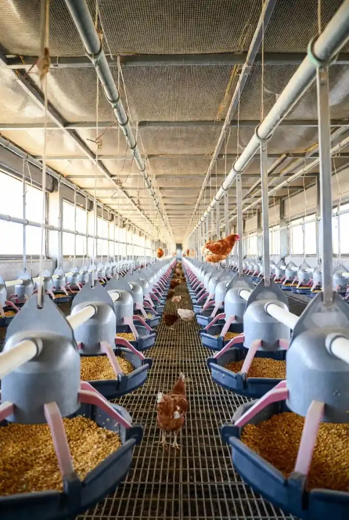 قیمت و خرید دانخوری اتوماتیک بشقابی در اصفهان