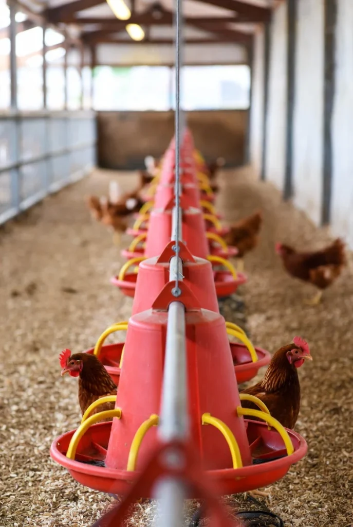 قیمت و خرید دانخوری اتوماتیک بشقابی در تهران آزادی