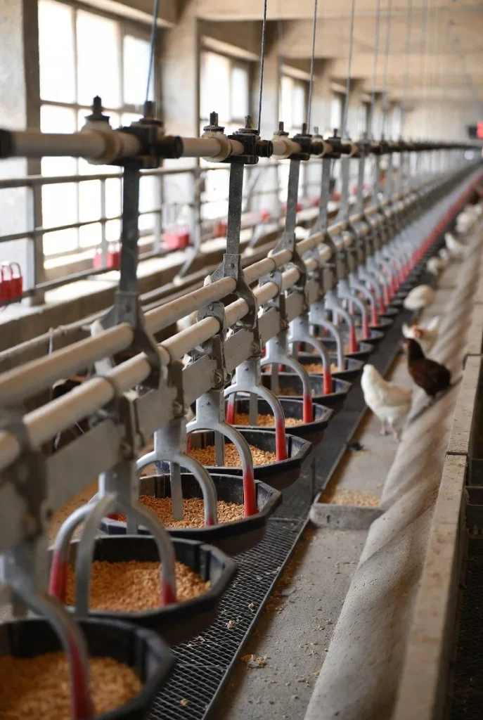 قیمت و خرید دانخوری اتوماتیک بشقابی در شیراز 1 قیمت و خرید دانخوری اتوماتیک بشقابی در شیراز