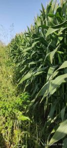 ‏و ‏فروش ‏ذرت ‏علوفه ‏و ‏شیری ‏در ‏تبریز ‏شهرستان ‏خدافرین 3 result result