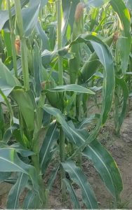 ‏و ‏فروش ‏ذرت ‏علوفه ‏و ‏شیری ‏در ‏تبریز ‏شهرستان ‏خدافرین 4 result result