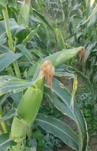 ‏و ‏فروش ‏ذرت ‏علوفه ‏و ‏شیری ‏در ‏تبریز ‏شهرستان ‏خدافرین 5 result result