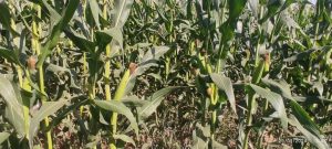 ‏و ‏فروش ‏ذرت ‏علوفه ‏و ‏شیری ‏در ‏تبریز ‏شهرستان ‏خدافرین 6 result result