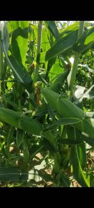 ‏و ‏فروش ‏ذرت ‏علوفه ‏و ‏شیری ‏در ‏تبریز ‏شهرستان ‏خدافرین 8 result result