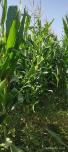 ‏و ‏فروش ‏ذرت ‏علوفه ‏و ‏شیری ‏در ‏تبریز ‏شهرستان ‏خدافرین 9 result result