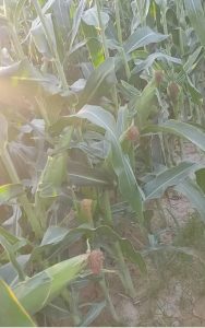 ‏و ‏فروش ‏ذرت ‏علوفه ‏و ‏شیری ‏در ‏تبریز ‏شهرستان ‏خدافرین result result