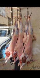 damdari afshar 3