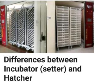 ‏تامین ‏و ‏تولید ‏شانه ‏تخم ‏مرغ ‏دستگاه ‏جوجه ‏کشی ‏در ‏تهران ‏میدان ‏صنعت 14