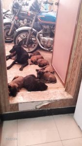 سیار فرهاد واکسیناسیون سگ و گربه و پرندگان در تهران پیروزی 10