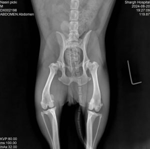 سیار فرهاد واکسیناسیون سگ و گربه و پرندگان در تهران پیروزی 11