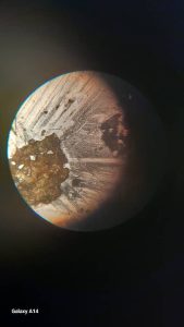 سیار فرهاد واکسیناسیون سگ و گربه و پرندگان در تهران پیروزی 12