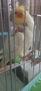 سیار فرهاد واکسیناسیون سگ و گربه و پرندگان در تهران پیروزی 13