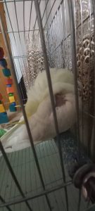 سیار فرهاد واکسیناسیون سگ و گربه و پرندگان در تهران پیروزی 14