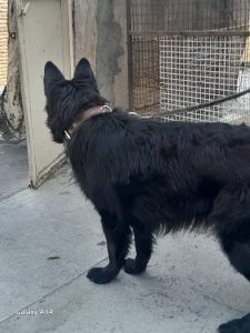 سیار فرهاد واکسیناسیون سگ و گربه و پرندگان در تهران پیروزی 15