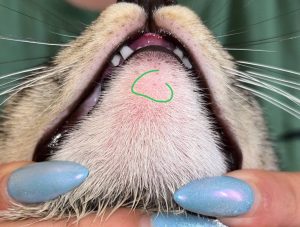 سیار فرهاد واکسیناسیون سگ و گربه و پرندگان در تهران پیروزی 16