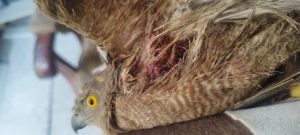 سیار فرهاد واکسیناسیون سگ و گربه و پرندگان در تهران پیروزی 17