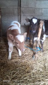 سیار فرهاد واکسیناسیون سگ و گربه و پرندگان در تهران پیروزی 5