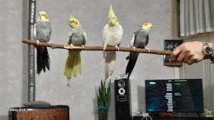 سیار فرهاد واکسیناسیون سگ و گربه و پرندگان در تهران پیروزی 7