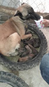 سیار فرهاد واکسیناسیون سگ و گربه و پرندگان در تهران پیروزی 8