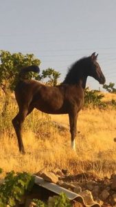 مزرعه پرورش اسب کرد لارتی در کرمانشاه 1