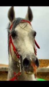 مزرعه پرورش اسب کرد لارتی در کرمانشاه 10